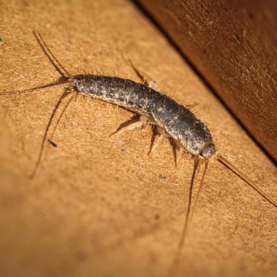 Silverfish