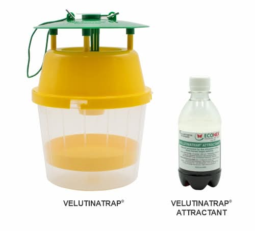 VELUTINATRAP® + VELUTINATRAP® Attractant